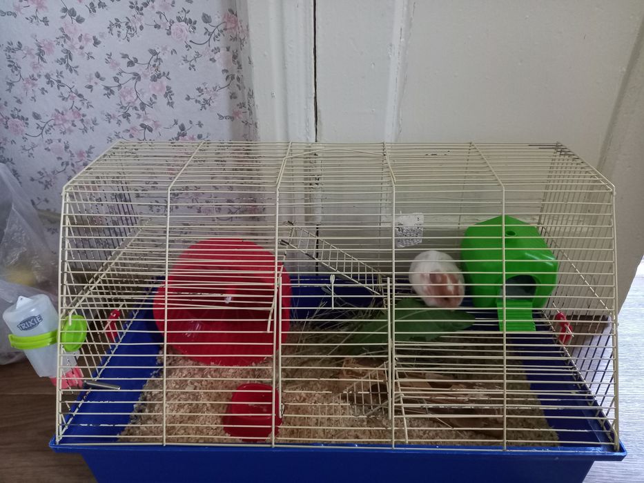 Продам хом'ячка терміново