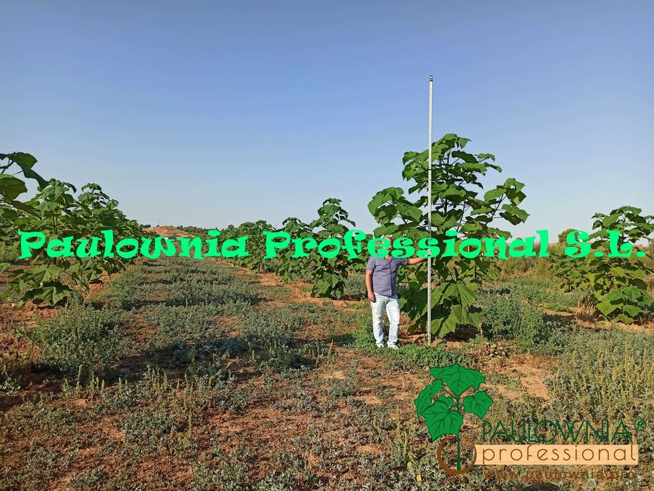 Paulownia Elongata Lote 100ud.