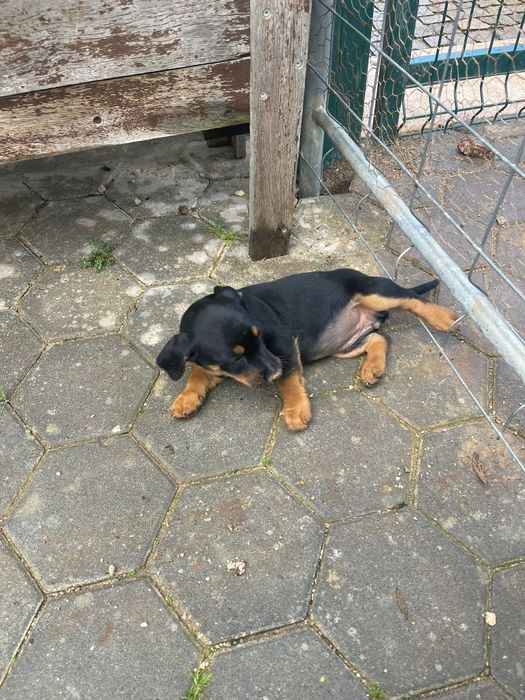 Cães bebés adoção