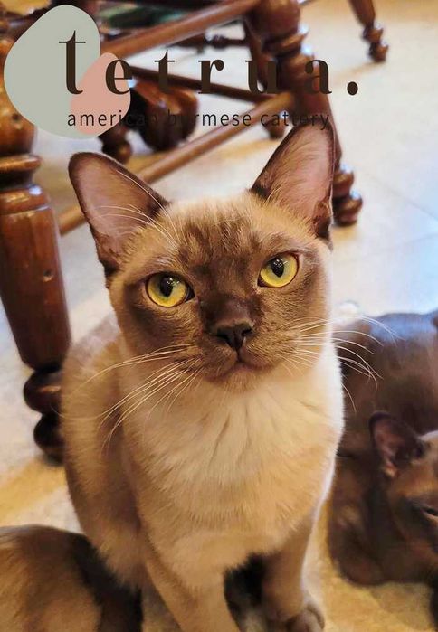Котик бурмы американской, очень ласковый и ручной!