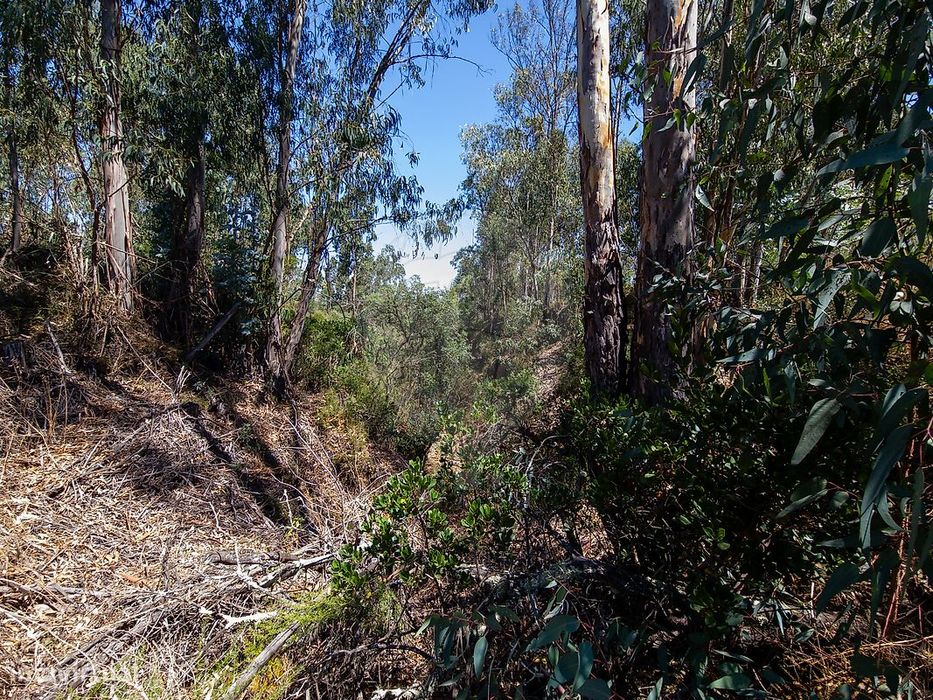 Terreno  para venda