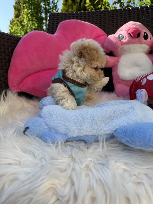 Маленькі міні дітки мальтипу