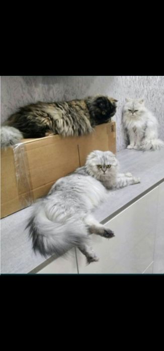 Мальчик вислоушка персидская серебристая шиншила