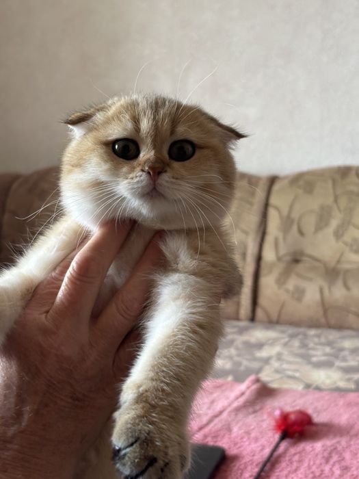 Красень чекає свою родину