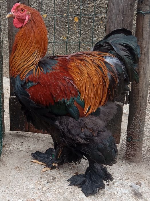 Aves Ornamentais Brahma perdiz e buff