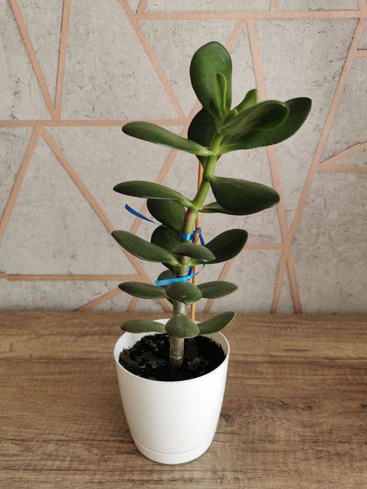 Grubosz (drzewko szczęścia) w doniczce 13 cm, wysokość 50 cm