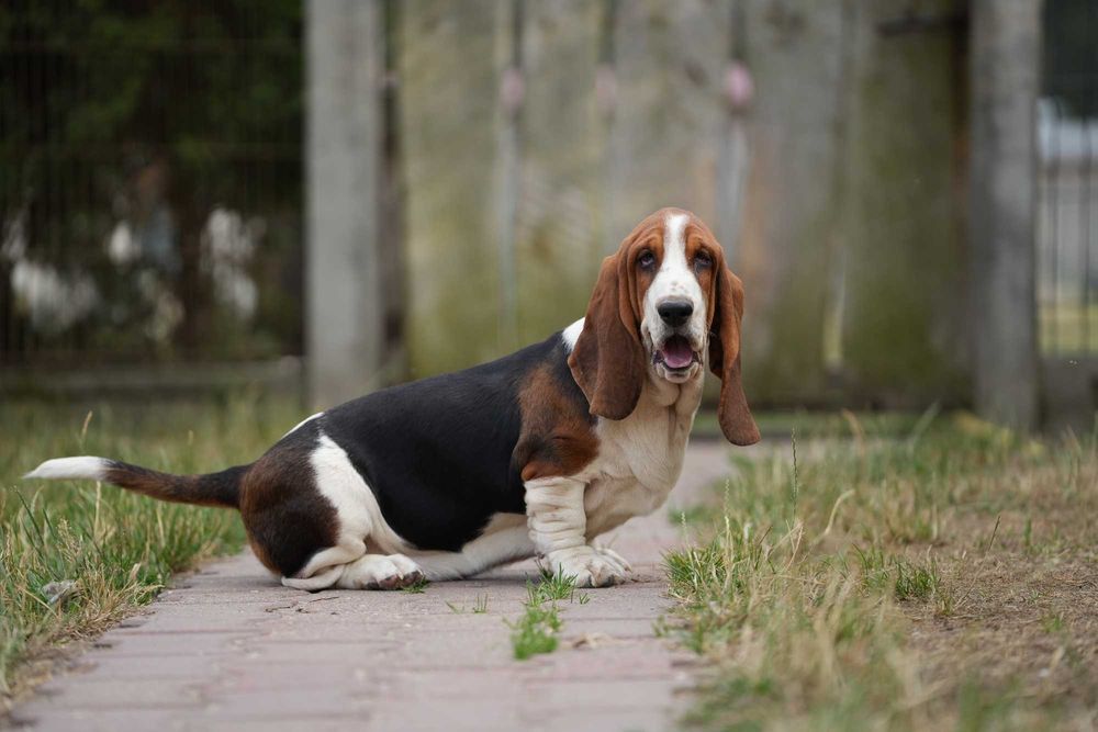 Basset Hound Piesek