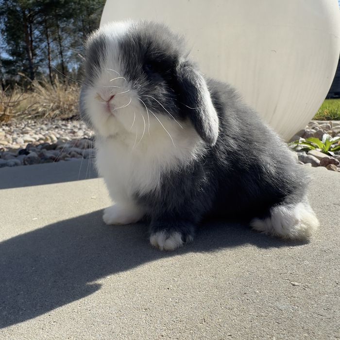 Królik Mini Lop TOP