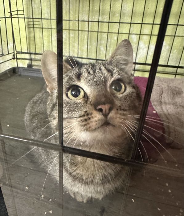 Aurelia - najkochańsze kocie seruszko czeka na dobry dom.