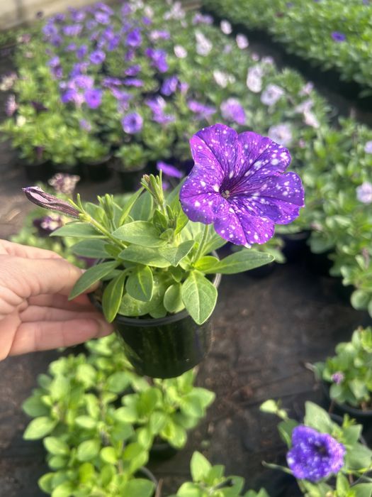 Сурфінія і інші однорічні квіти