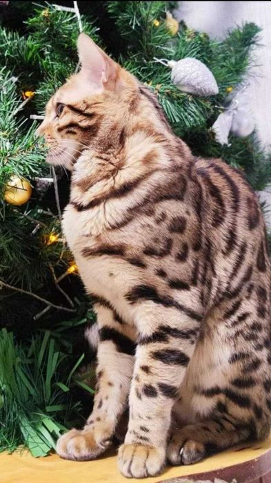 Бенгальская кошечка продается