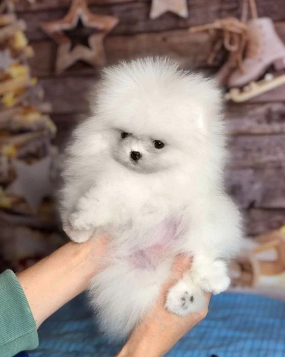 Карапузы мишки мини