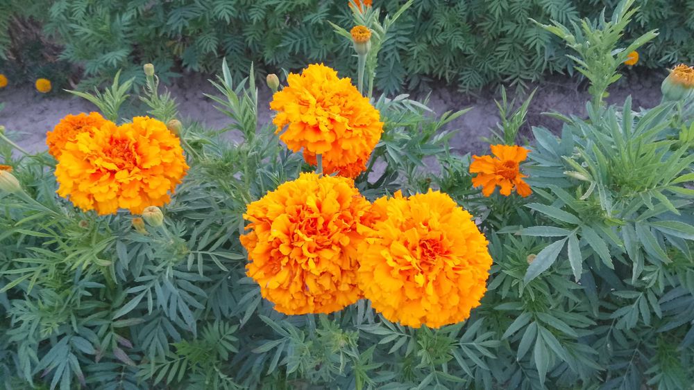 Kwiatki aksamitka nasiona 200g