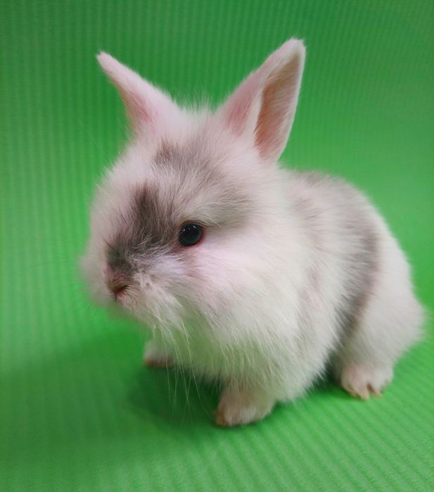 Карлікові,Декоративні кролики