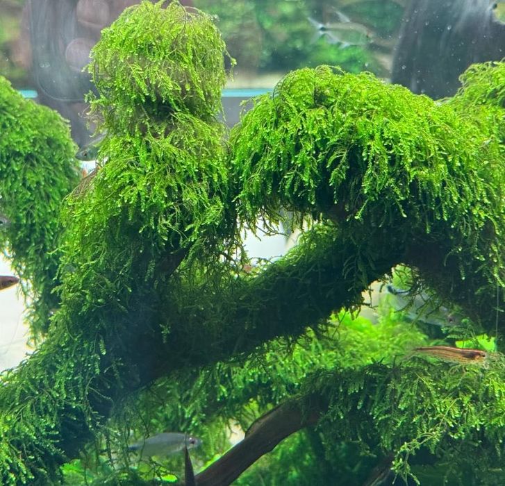 Weeping Moss (Vesicularia ferriei) – Musgo para Aquário