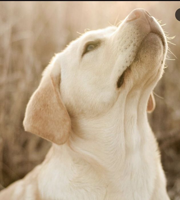 Індиввдуальне вигулювання собак м. Рівне