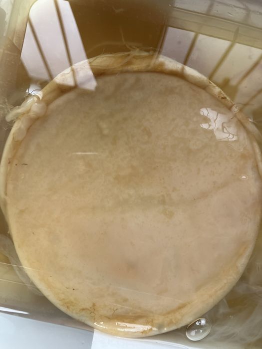 Чайний гриб, Комбуча, SCOBY