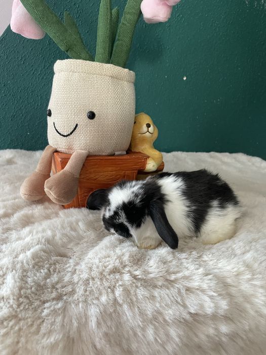 Sprzedam  mini  loop dostępne czarne