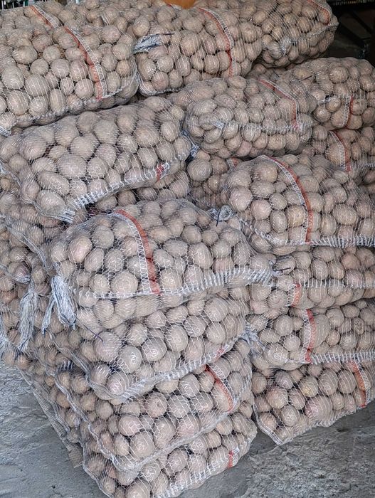 Ziemniaki Irga (worki 15kg) DUŻA ILOŚĆ