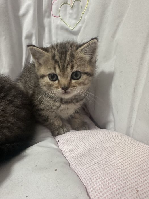 Шотландский котик