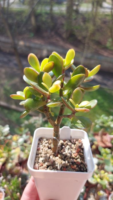 Crassula Roger Hyan  rare crassula*