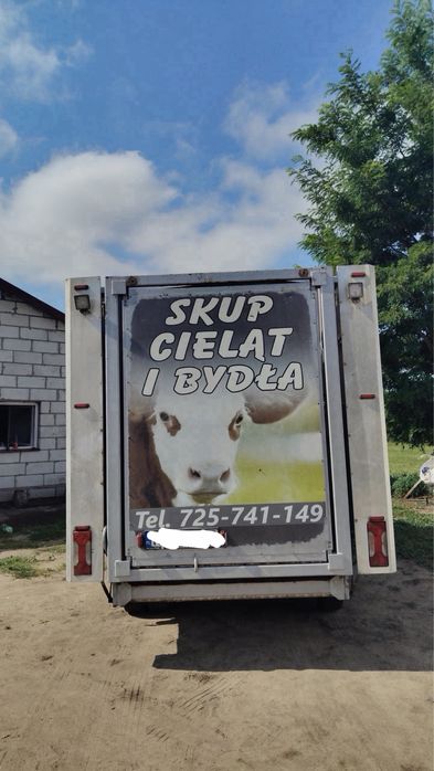 Skup Bydla Wysokie Ceny