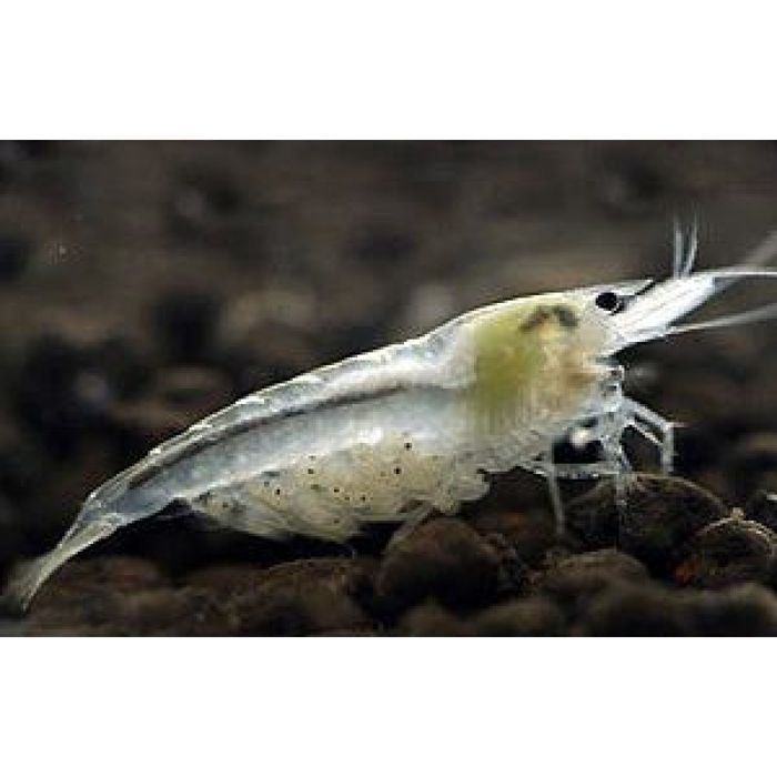 Креветка неокардина Сніжинка White