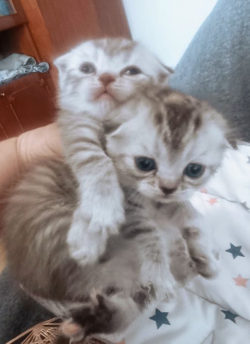 Шотландські шиншилові скоттіш фолд кошенята .WCF док.