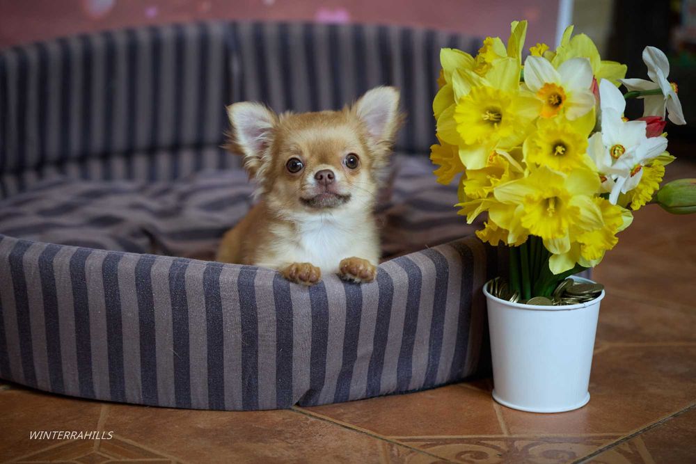 Елітні цуценята ~ Чихуахуа КСУ -