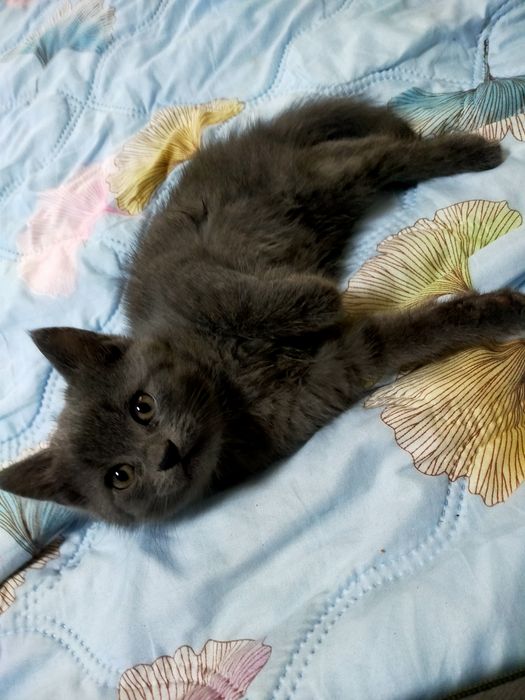 Котята шотландцы ищут любящих хозяев