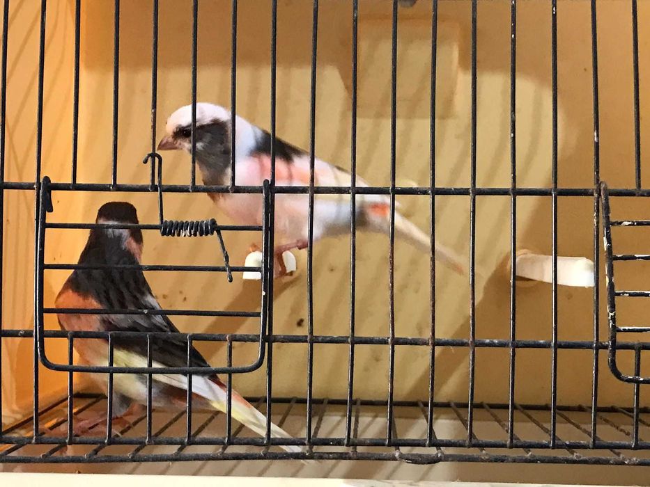 Canários arlequim português