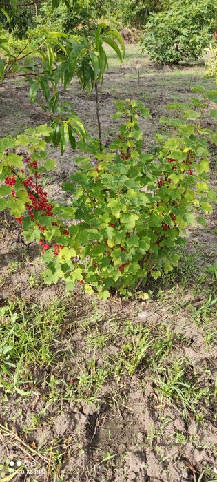 Продам участок 10 сотк "Соловьиная роща"