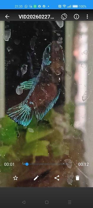 Bettas avatar hmpk