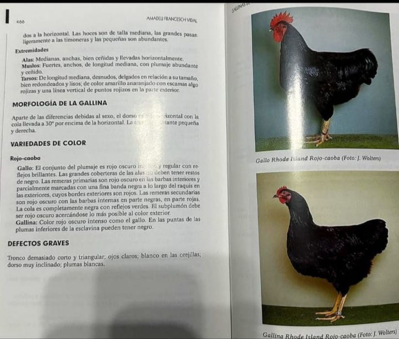 Ovos férteis - rohde island red