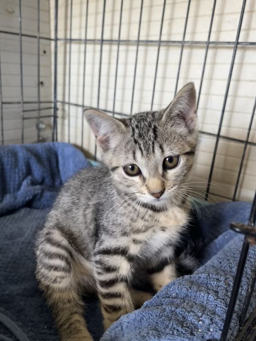 3 Gatinhas Bebés para Adoção Responsável