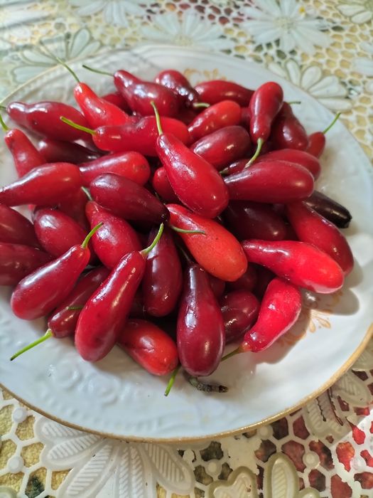 Саджанці малина ожина інжир полуниця саженцы малина клубника ежевика