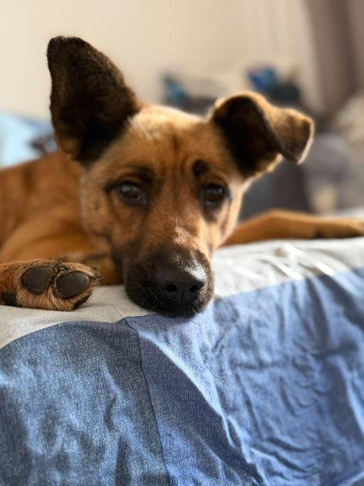 Tusia suczka do adopcji