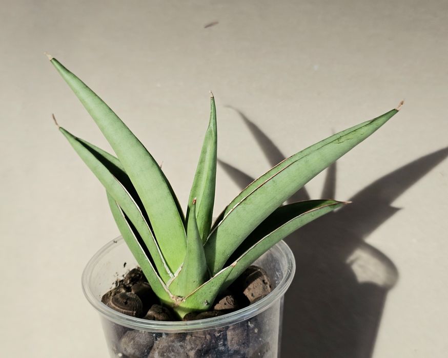 Sansevieria hybrid 'Light' sansewieria