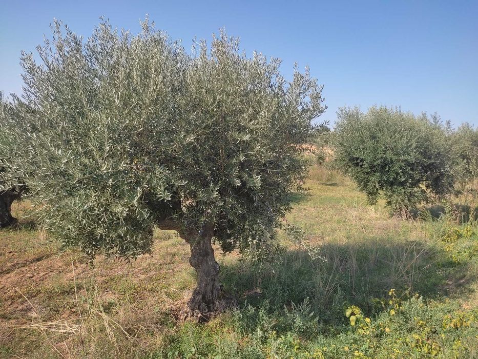 Lenha de Oliveira e Repas (Sapatas) de Oliveira – Grandes Quantidades | Alentejo