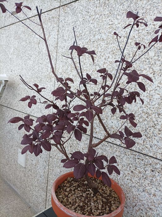 Ameixoeira Púrpura - 5 anos