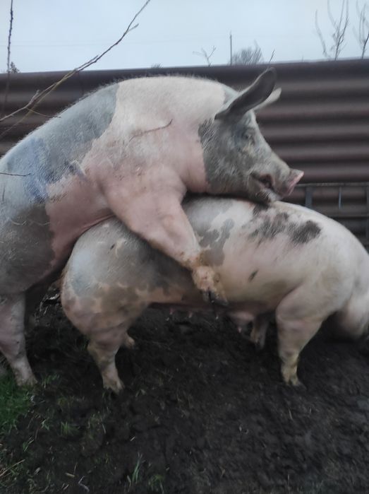 Запліднення хряками