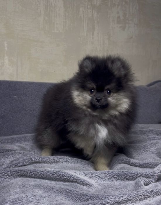 Супер пухнастики