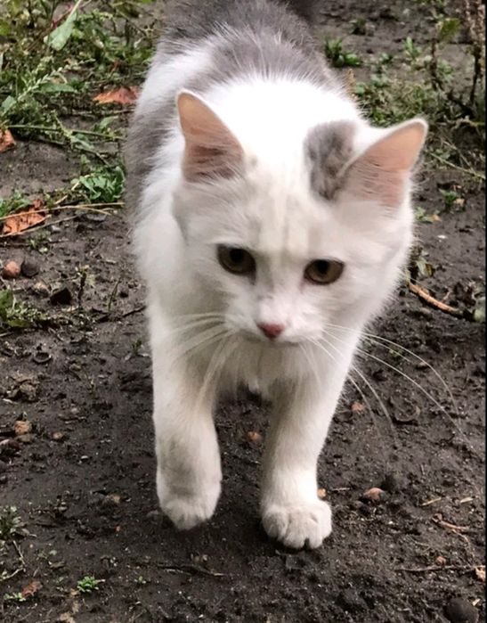 Кошеня в пошуках господаря і дому