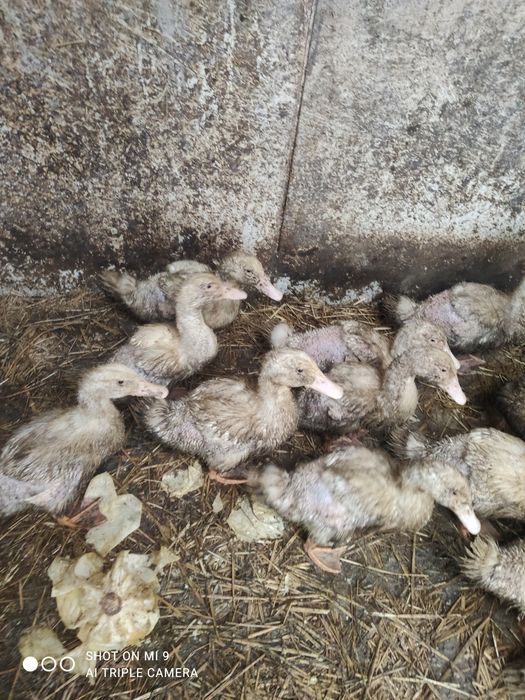 Kaczki Pekin do dalszego chowu