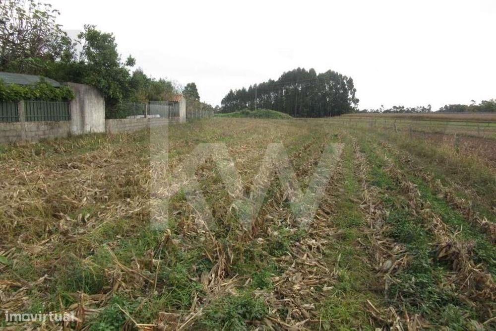 Terreno situado na Quinta do Síndico, no lugar da Costa do Valado — Oliveirinha, Aveiro
