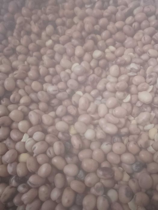 Groch siewny astronauta. Bobik