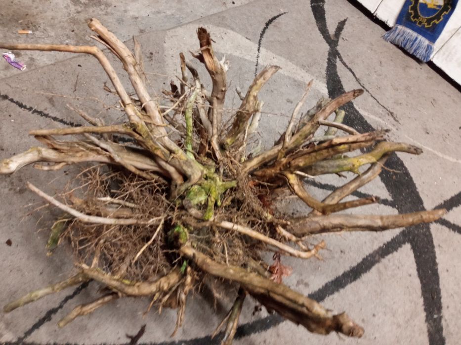 Duży korzeń do akwarium...