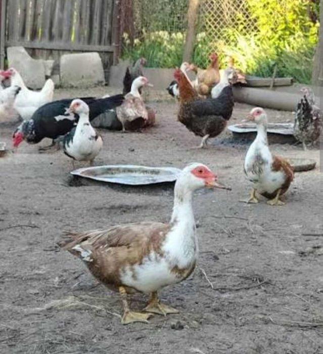 Уточки шипуны...