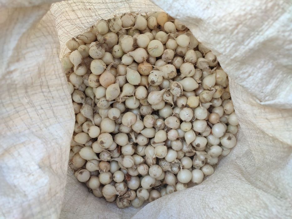 Лук севок тиканка