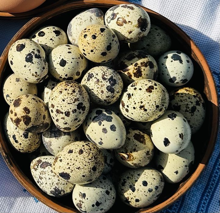 Інкубаційні перепелині яйця (порода Техас)